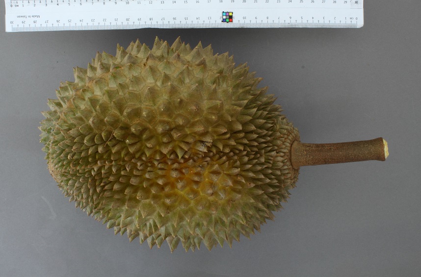 Múi Musang King cấp đông 500g