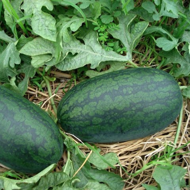 Dưa Hấu Long An